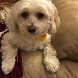 Meet your Posher, Barbara